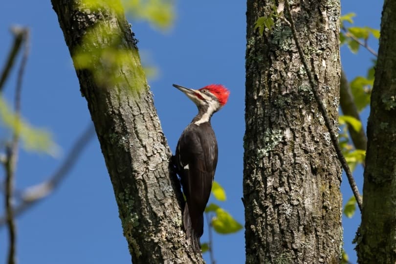 Ivory-billed woodpecker sitting in a tree