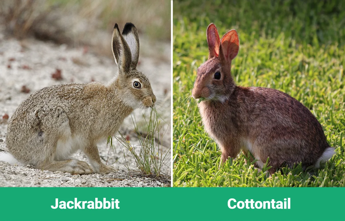 Jackrabbit vs Cottontail - Visual Differences