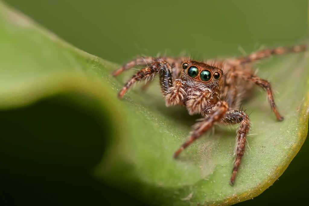 Jumping Spider on the leaf_Pixabay