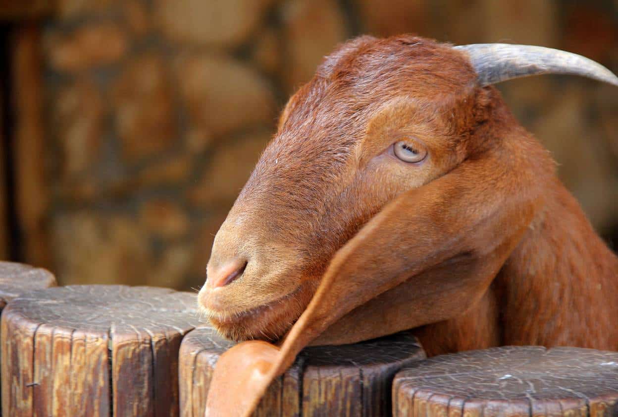 Kalahari Goat