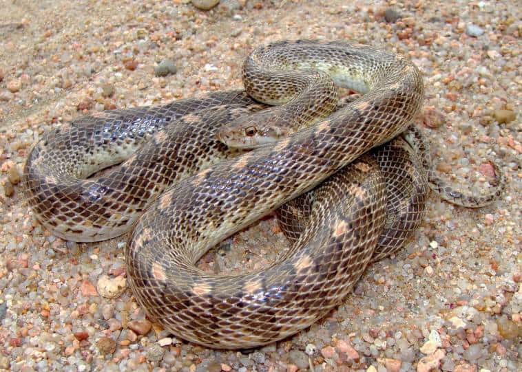 Kansas Glossy Snake_Matt Jeppson_Shutterstock