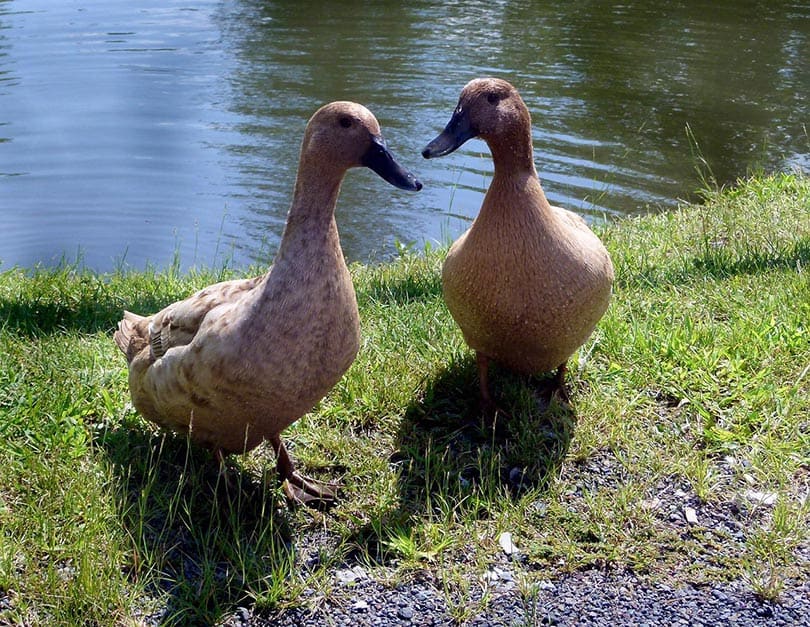Khaki Campbell Ducks on the river bank