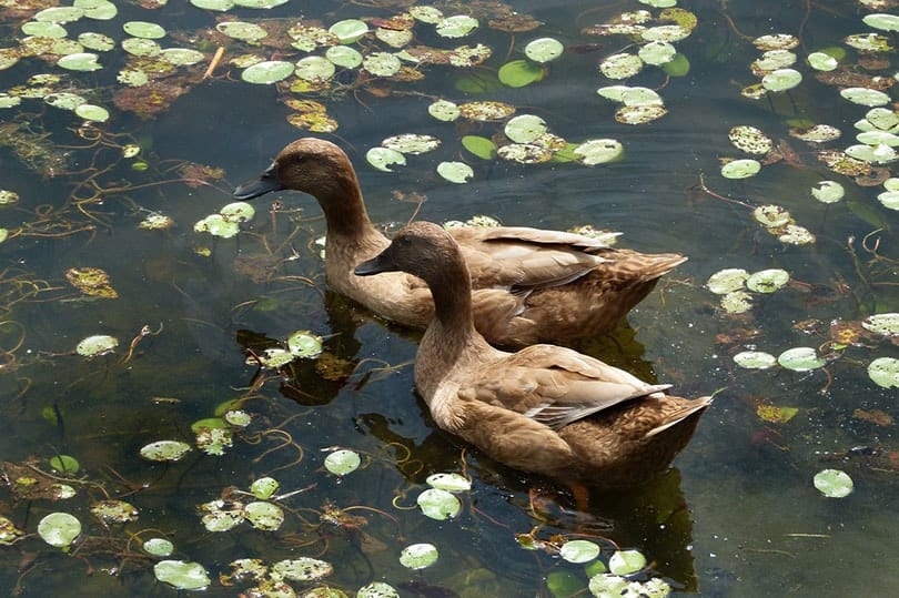Khaki Campbell Ducks swimming in the river