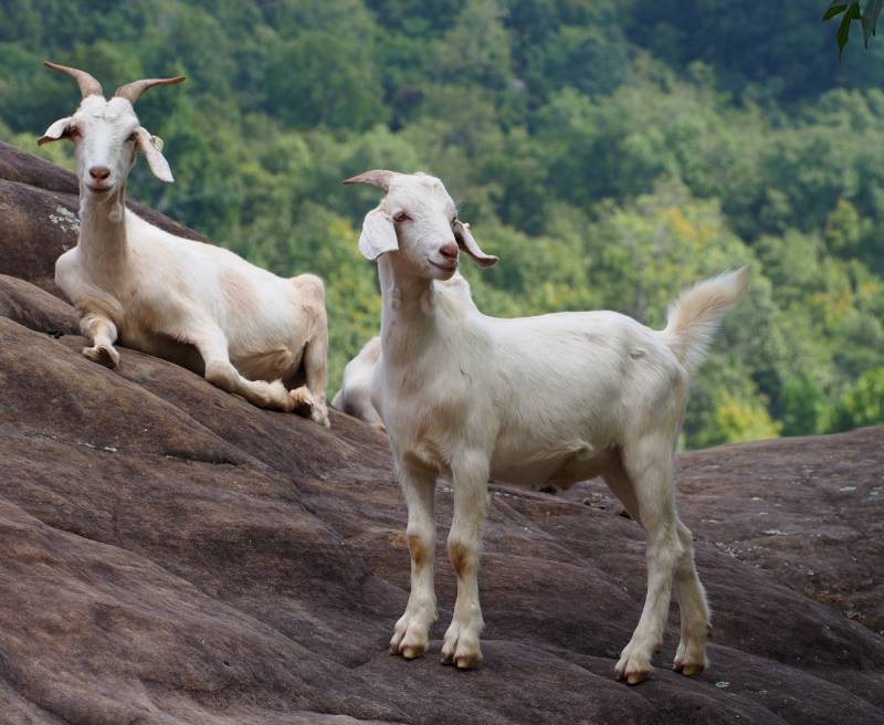 Kiko Goats on the Rocks