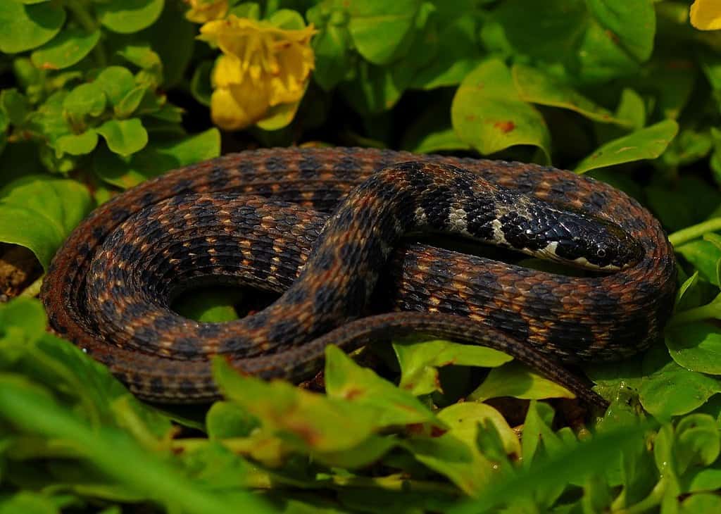 Kirtland's Snake Clonophis_kirtlandii