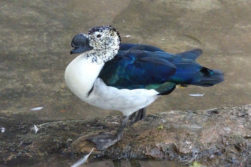 Knob-billed duck standing on a rock