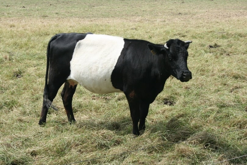 Lakenvelder cow grazing in the grass