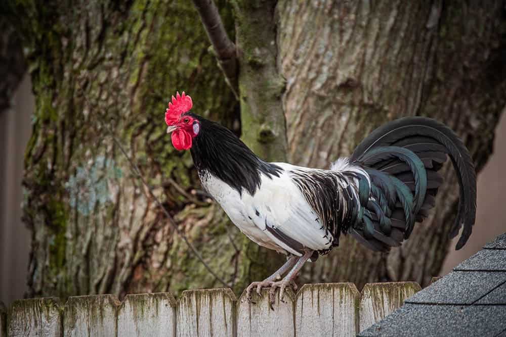 Lakenvelder rooster perched on a fence_Abigail Schmidt_Shutterstock