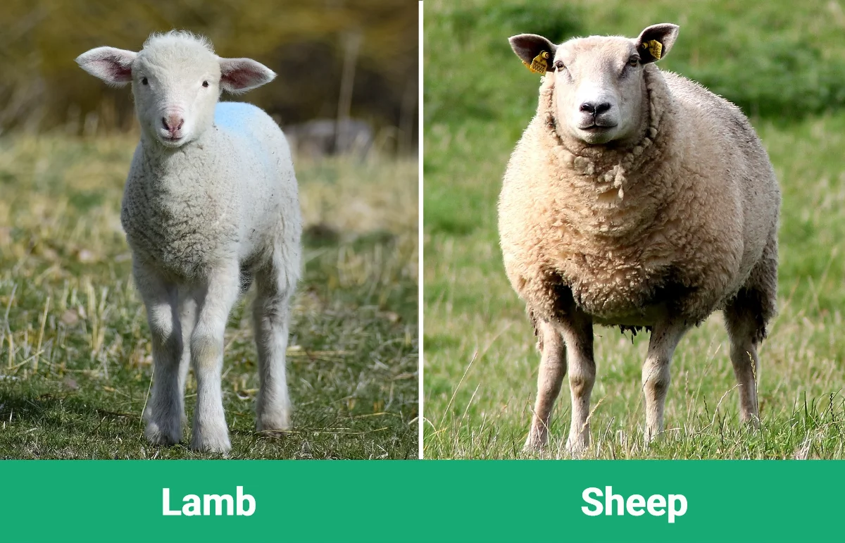 Lamb vs Sheep - Visual Differences