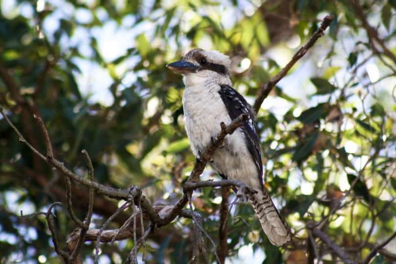 Laughing kookaburra sitting on a tree branch
