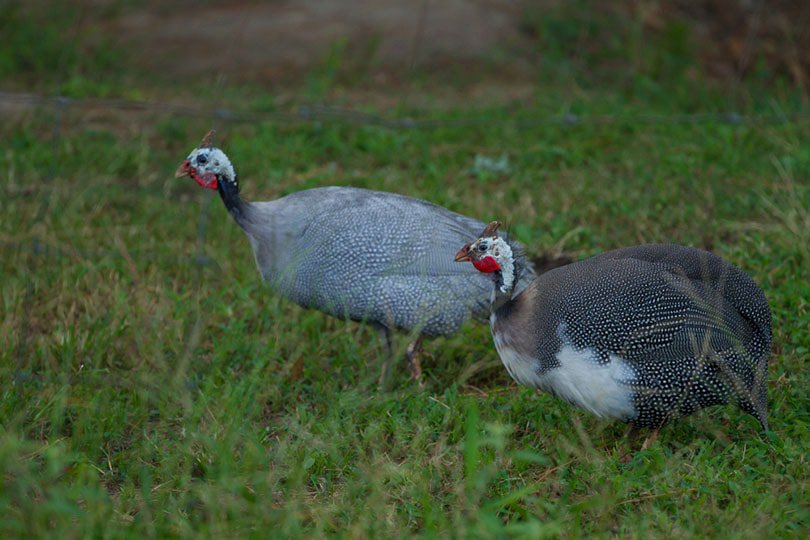 Lavender and Pearl Guinea Fowls on green grass