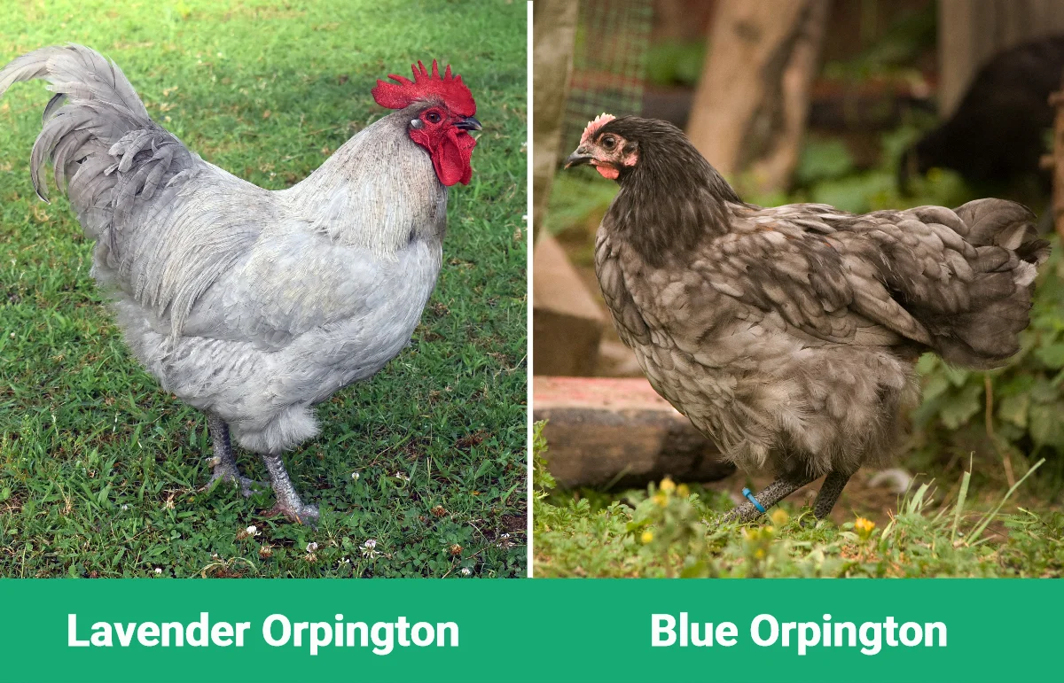 Lavender vs Blue Orpington - Visual Differences