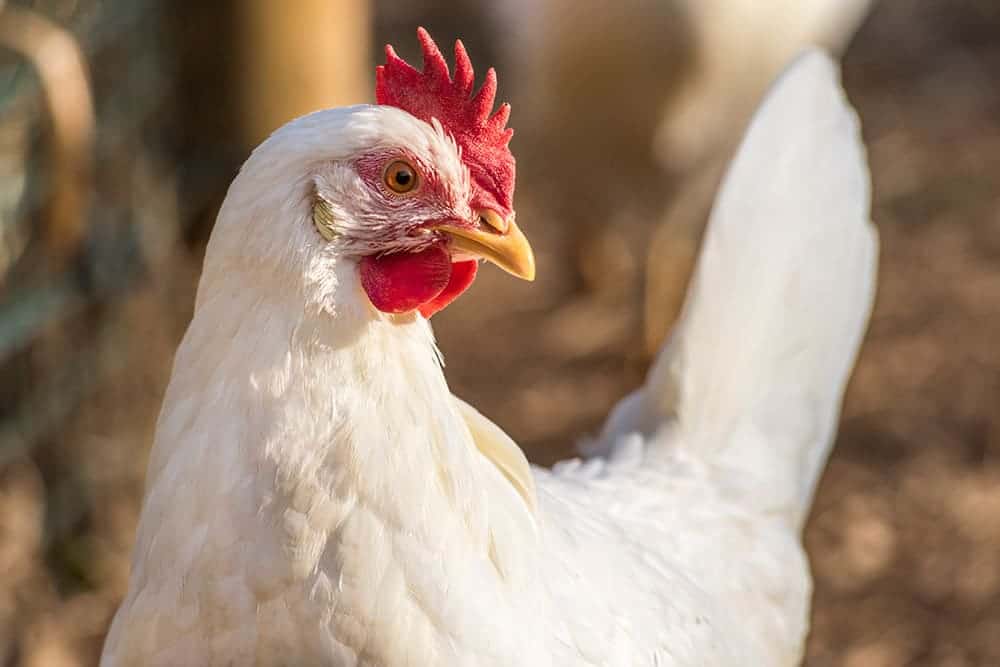 leghorn chicken close up_Jay-Dee_Shutterstock