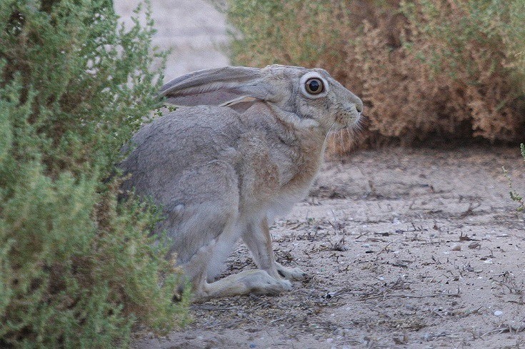Lepus capensis_Cape Hare