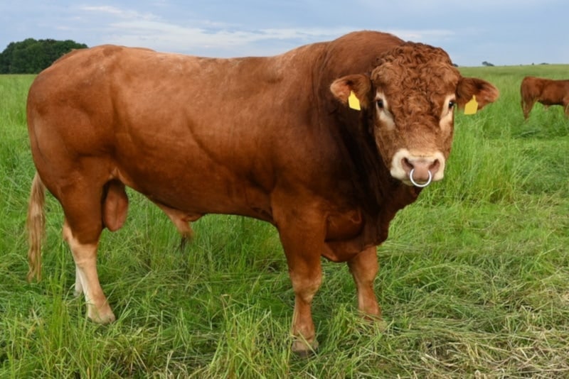 Limousin cattle in the grassy field