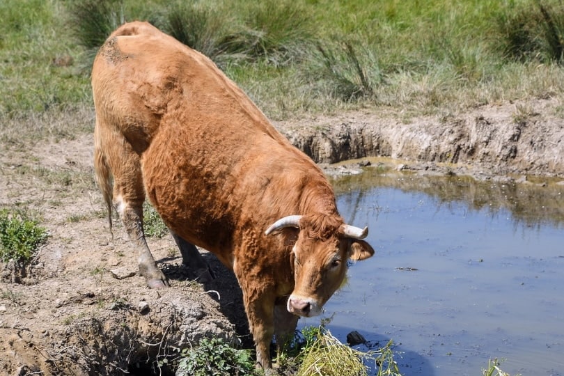 Limousin cow drinking water from creek