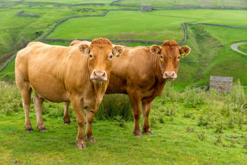 Limousin cows on a grassy hill