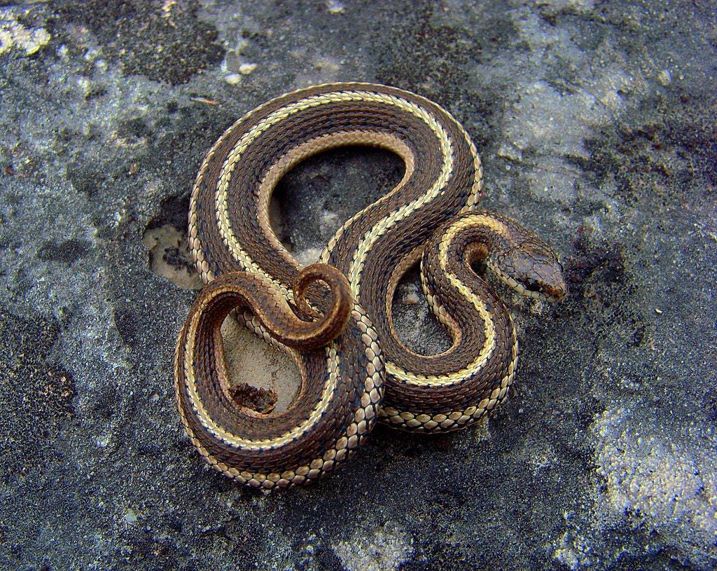 Lined Snake Tropidoclodion lineatum