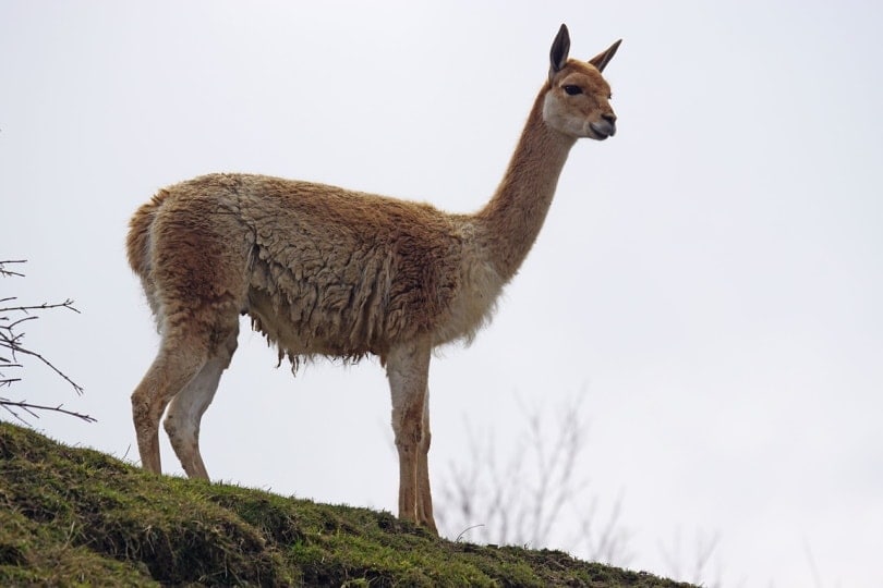 Lone Vicuna Llama standing on a hill
