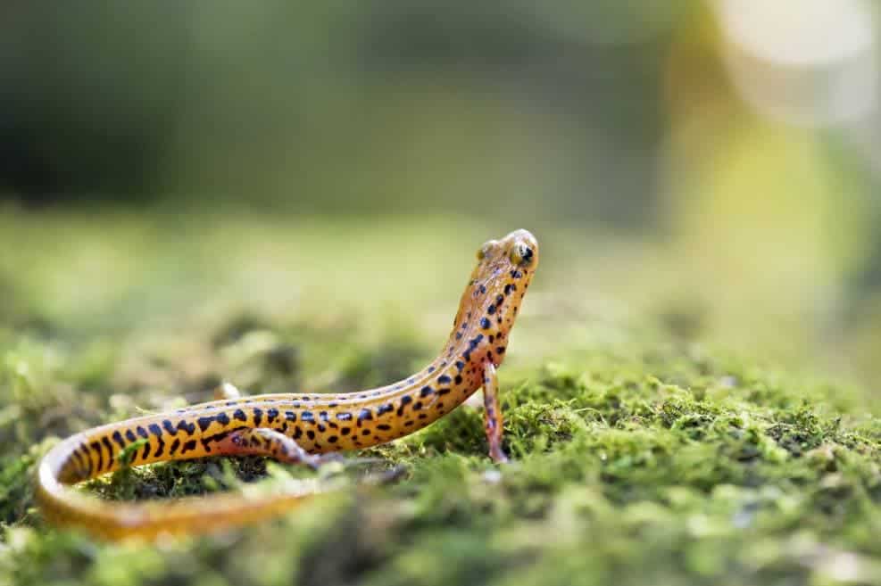 Long-Tailed Salamander back view_Ray Hennessy_Shutterstock