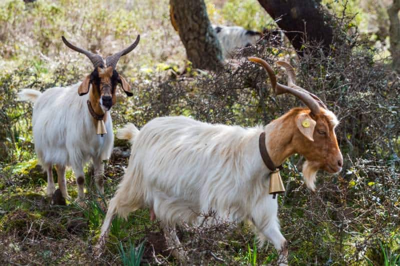 Long horned and long haired white goats wearing collars with bells