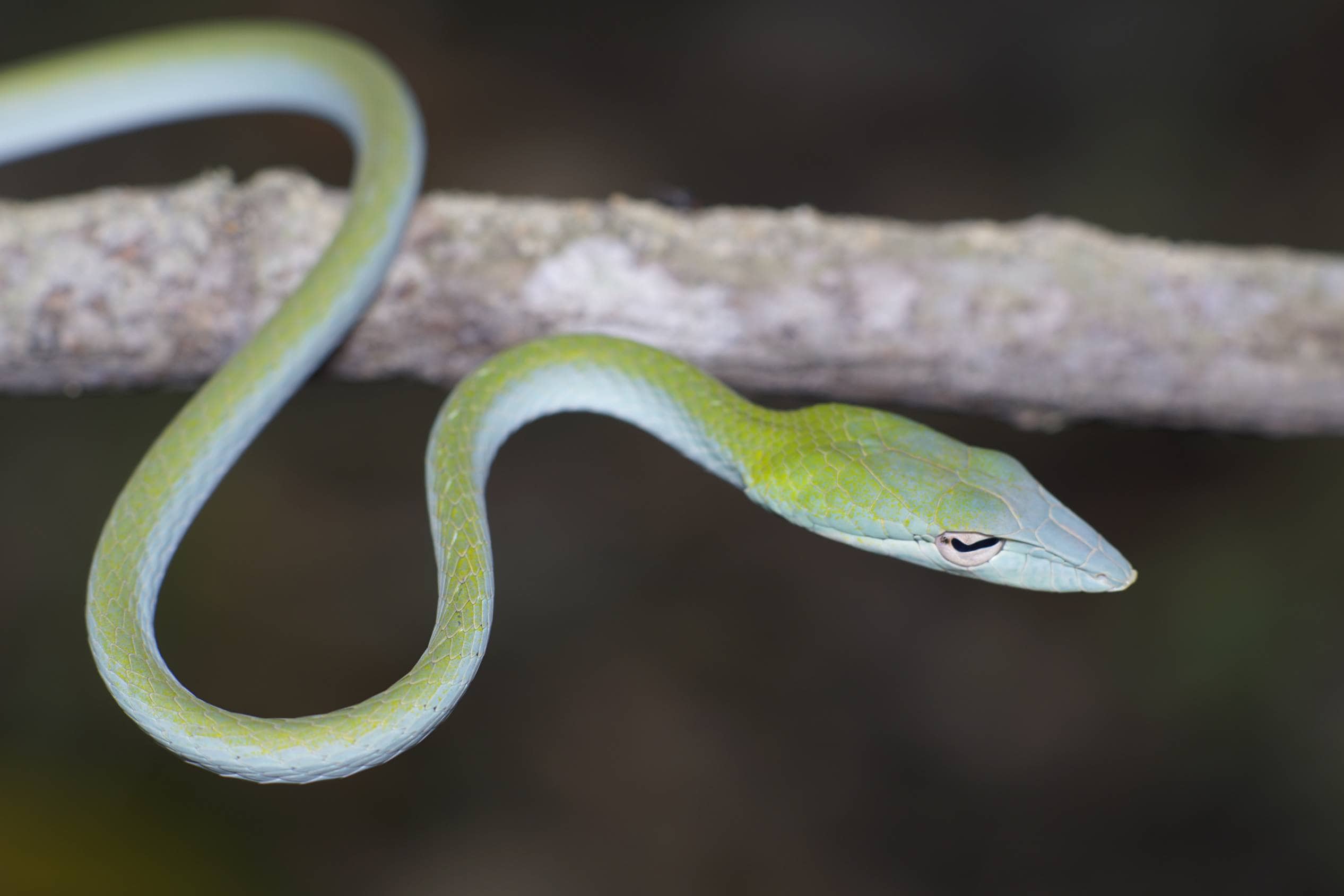 Long-nosed Snake_Hairulazuar_Shutterstock