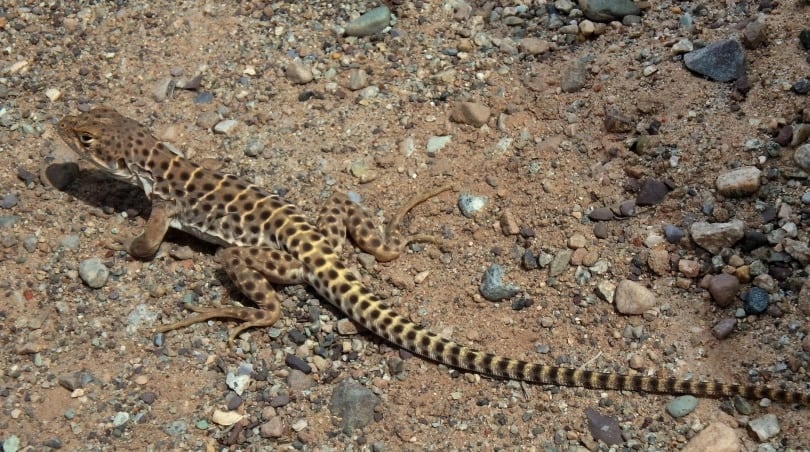 Long nosed leopard lizard