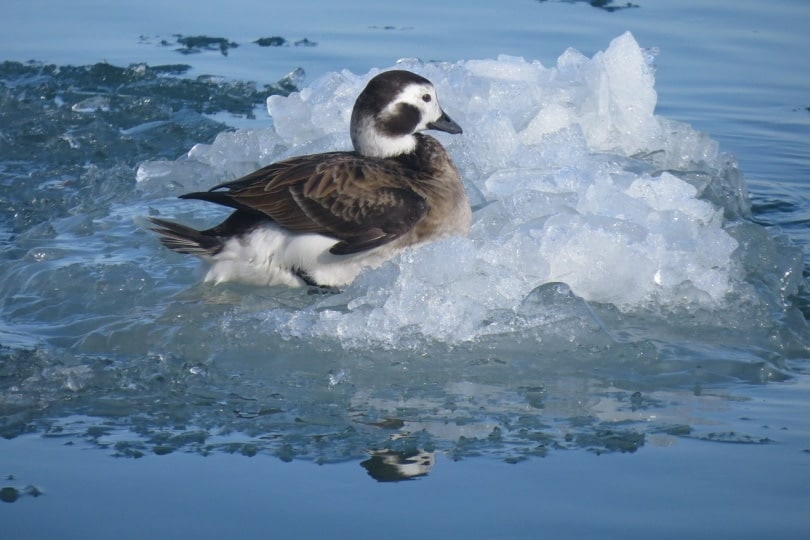 Long-tailed duck swimming in melting ice water