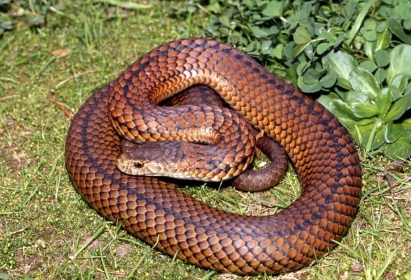 Lowlands Copperhead in the grass