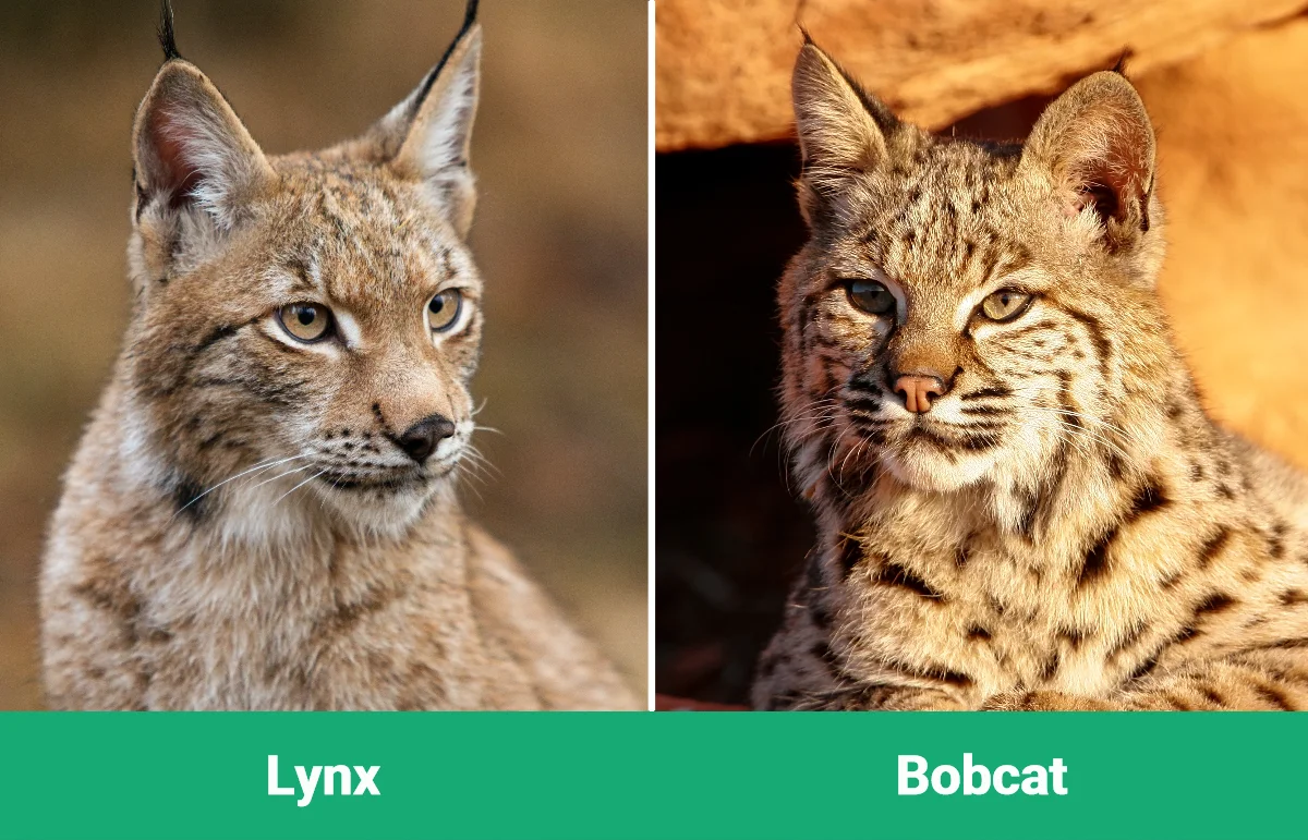 Lynx vs Bobcat - Visual Differences