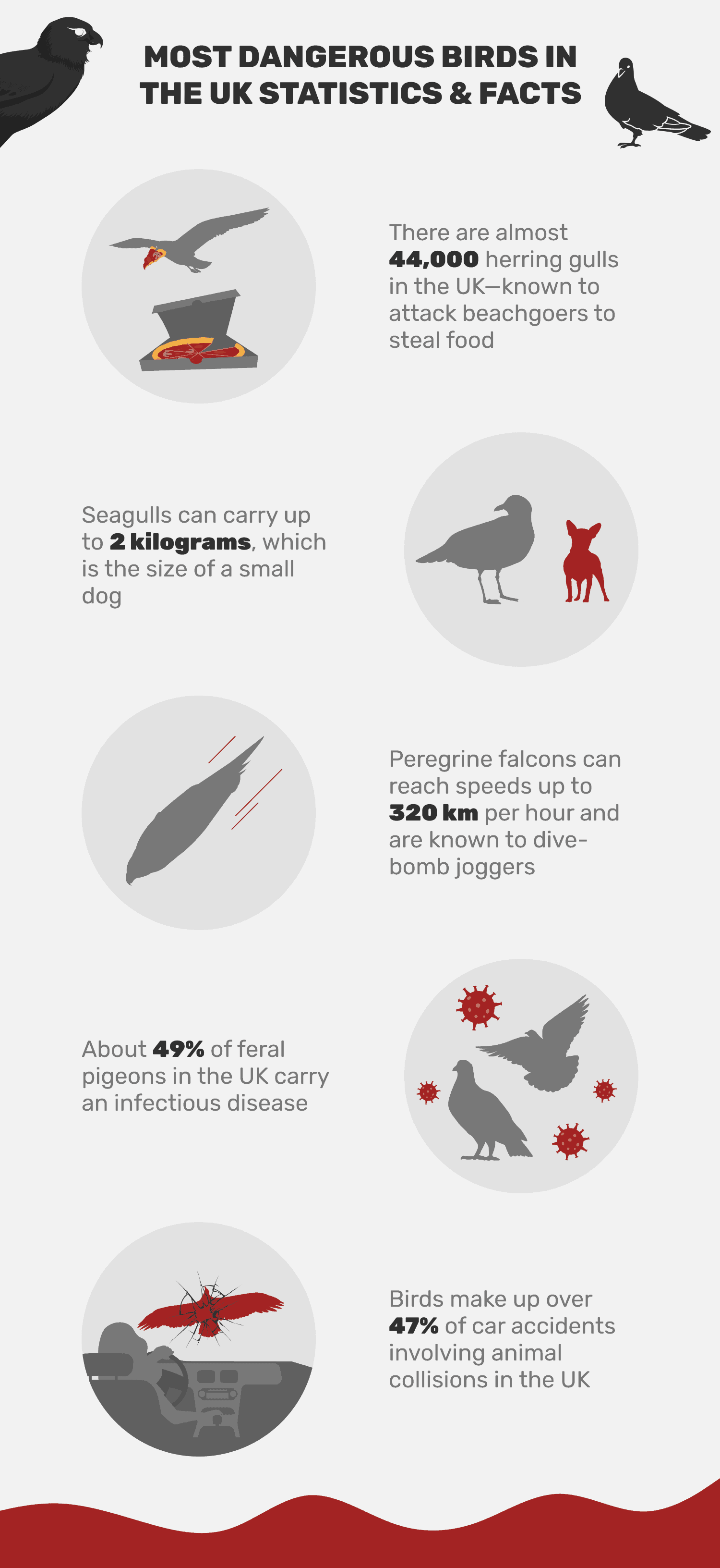 MOST_DANGEROUS_BIRDS_IN_THE_UK_STATISTICS_&_FACTS (1)