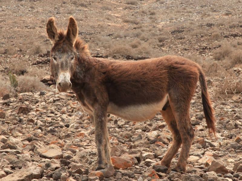 Majorera Donkey 
