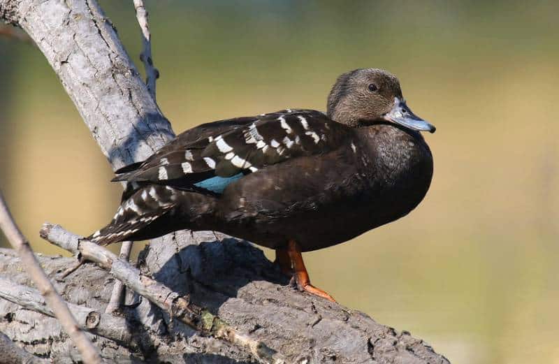 Male African Black Duck perched on a log