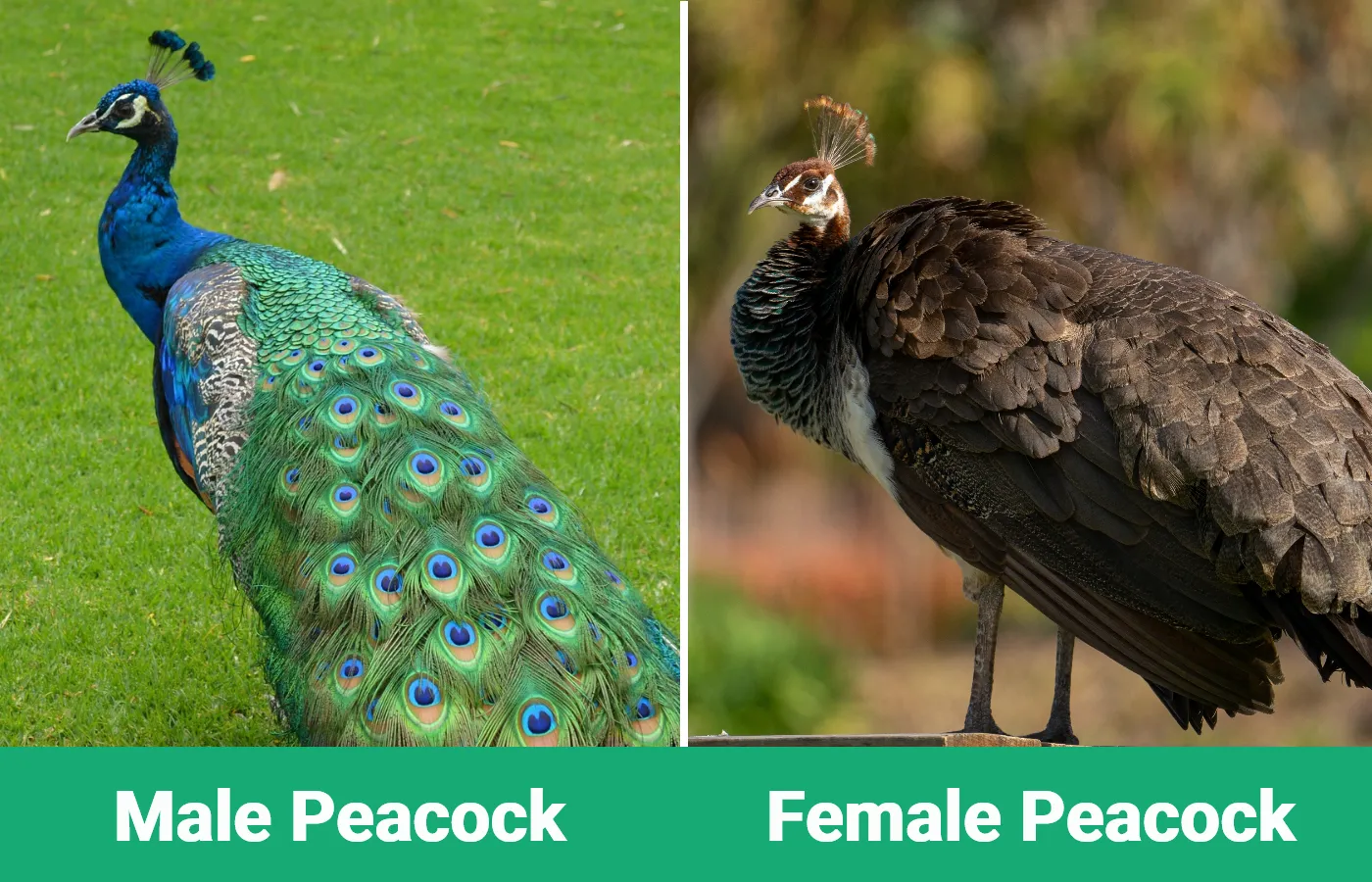 Male Peacock vs Female Peacock - Visual Differences