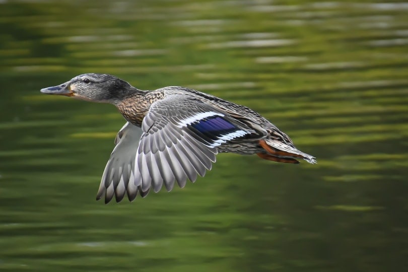 Mallard duck flying at speed