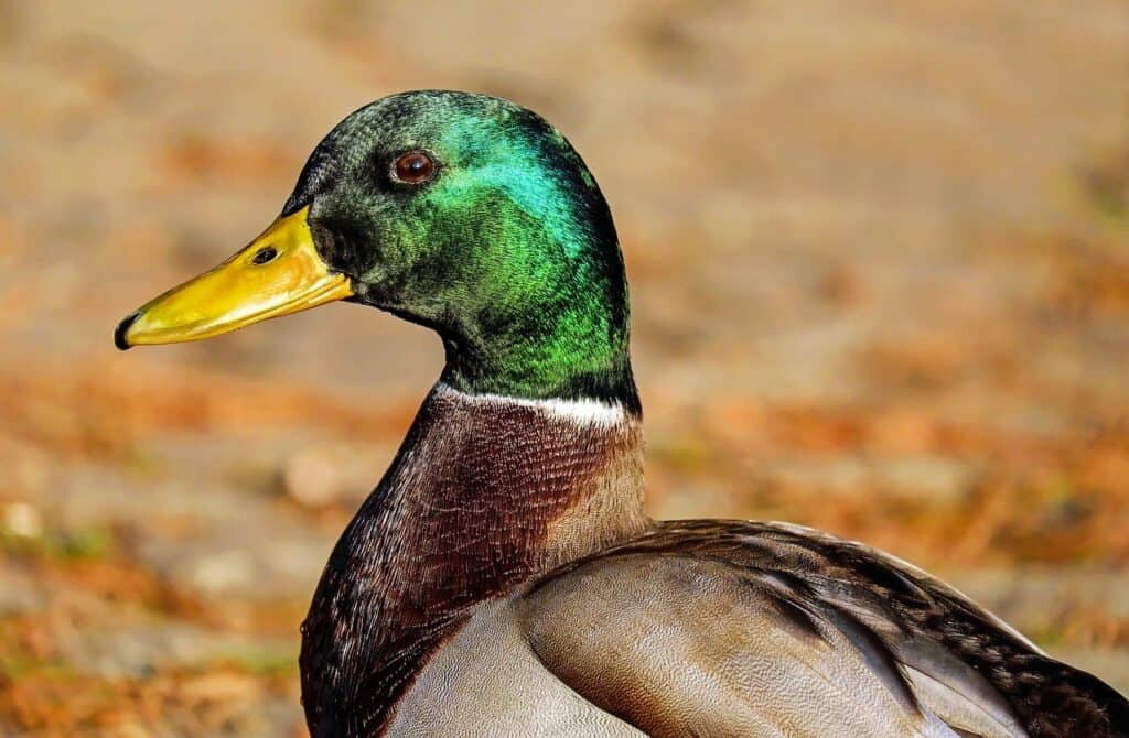 Mallard Duck close up