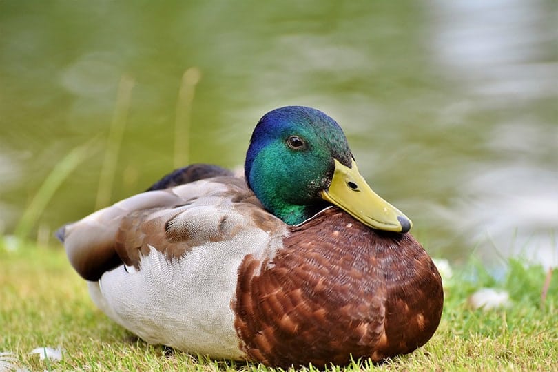 Mallard duck sitting on grass