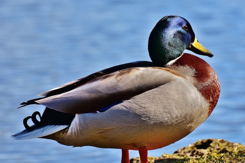 Mallard duck standing by the river