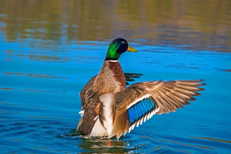 Mallard duck swimming in the water