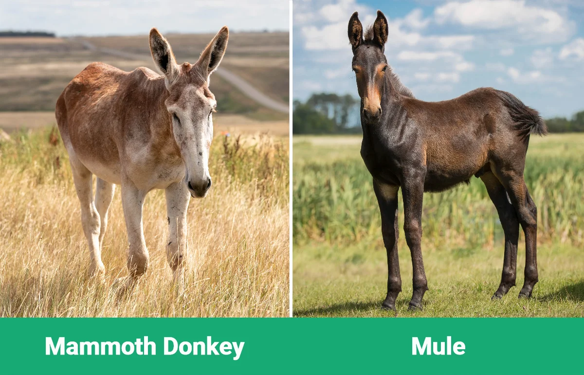 Mammoth Donkey vs Mule - Visual Differences