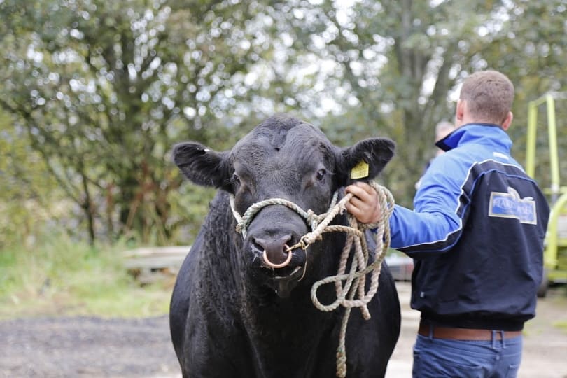 Man in blue jacket holding reins of a black cow
