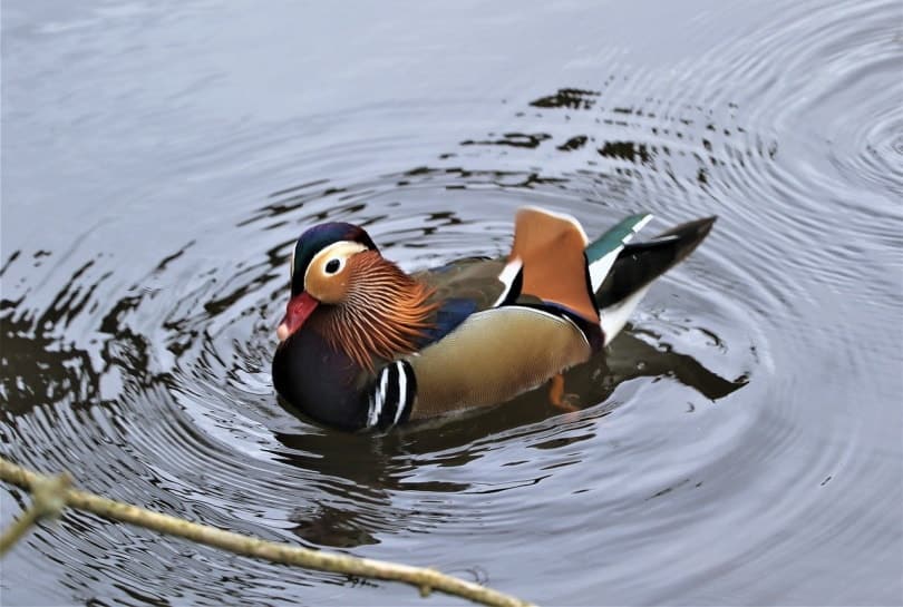 Mandarin duck in the water