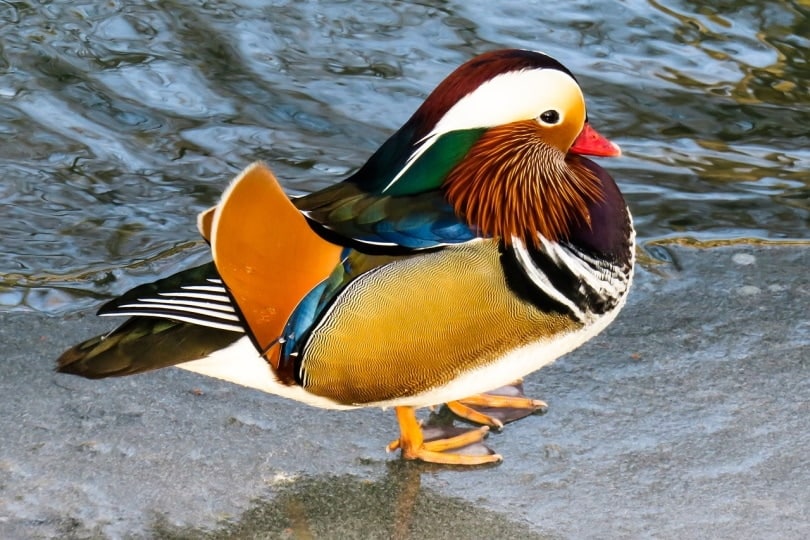 Mandarin duck standing near the water