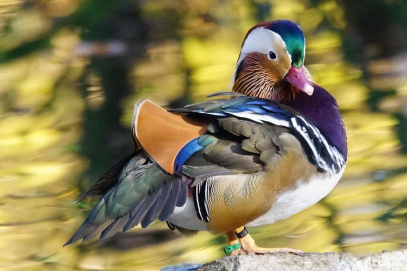 Mandarin duck standing on a rock