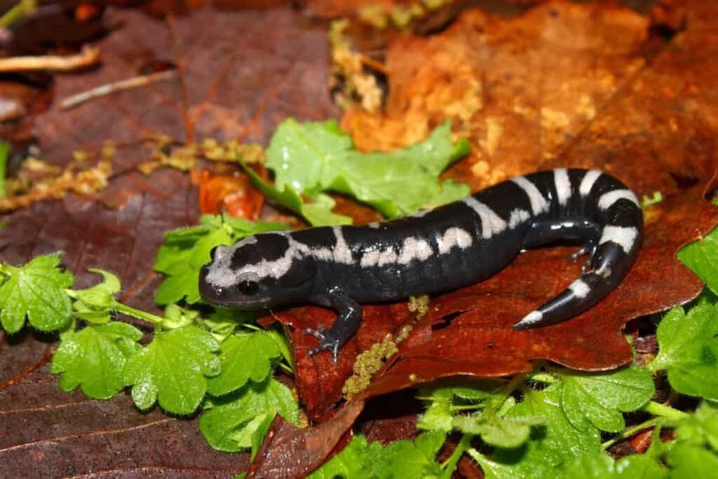 Marbled Salamander close up side view_Jason Patrick Ross_Shutterstock