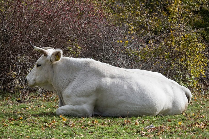 Marchigiana Cattle Sitting