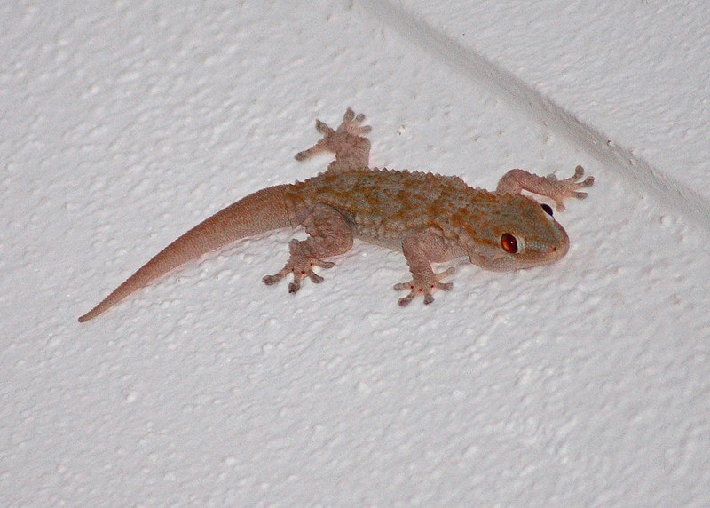 Mediterranean house gecko Hemidactylus turcicus