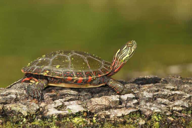 Midland Painted Turtle on the rock_Brian Lasenby