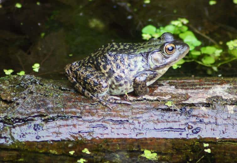 Mink Frog side view_Norm Macleod_Shutterstock