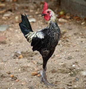 Modern English Game bantam rooster